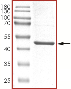 MEK2 (ED), Active